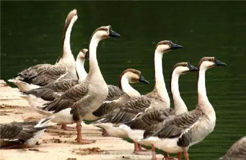 八鹅吃瓜菌不空娱乐,揭秘网络热梗背后的趣味世界